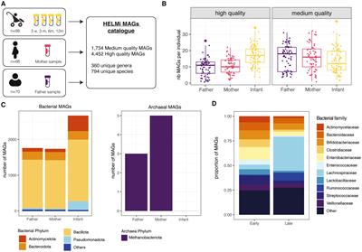 An extended catalog of integrated prophages in the infant and adult fecal microbiome shows high prevalence of lysogeny